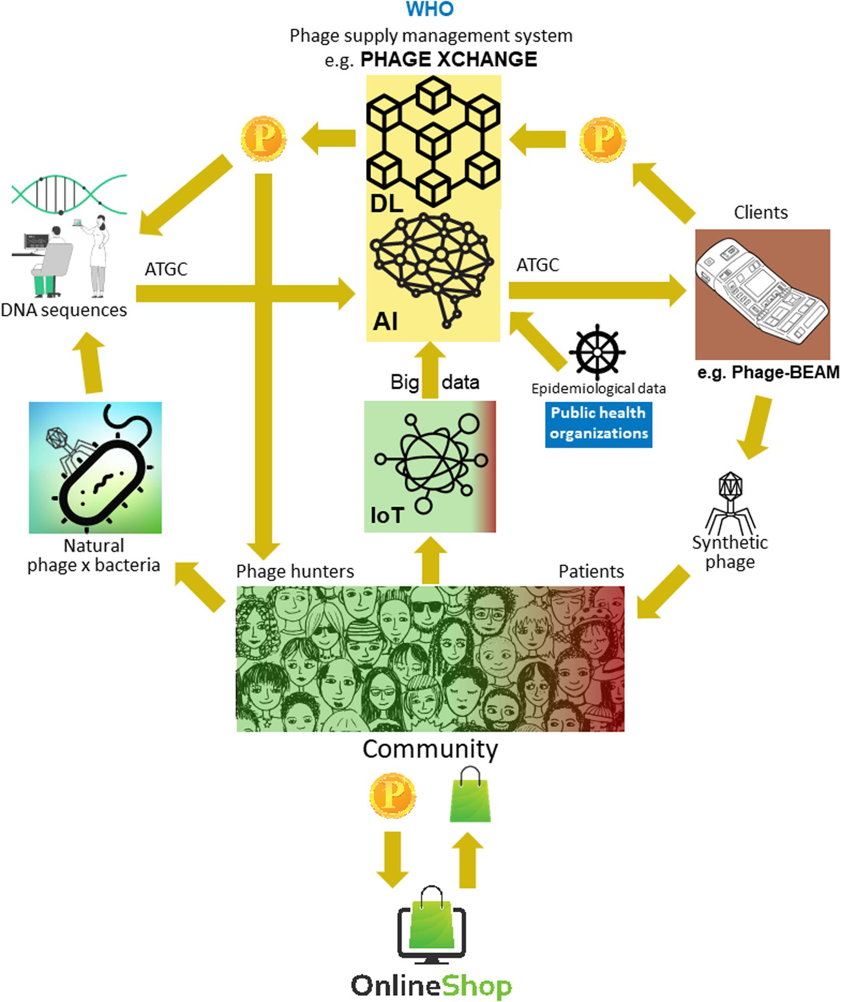 A 2020 vision of how the phage supply chain might be organized in 2035 - fmicb-11-01171-g002