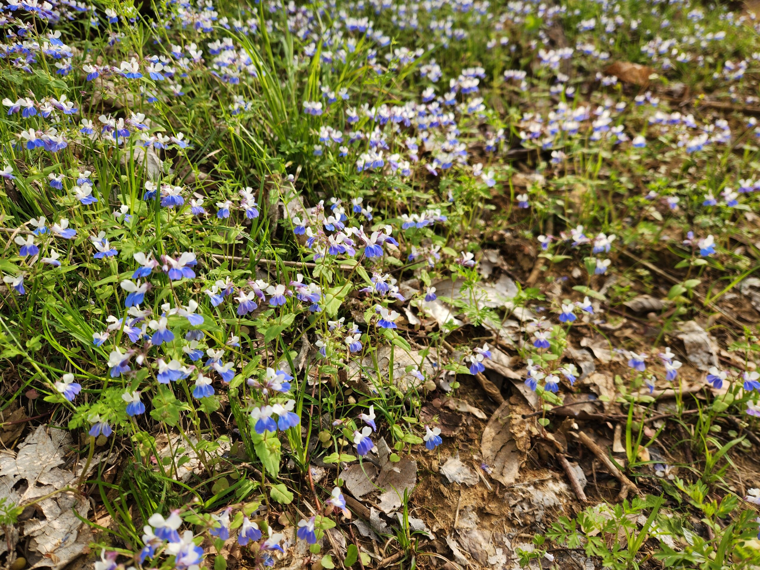 Collinsia verna (blue-eyed mary) Henderson, KY